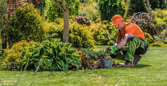 Landscaper tending to plants