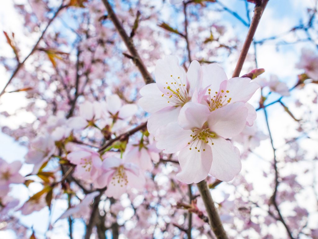 cherry-blossoms-in-a-japanese-garden