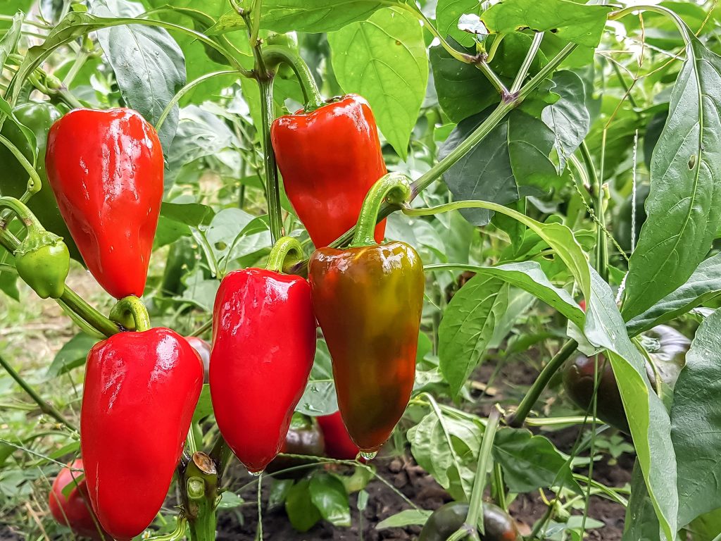 red-bell-peppers-in-the-vegetable-garden
